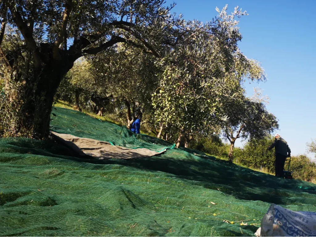 Our Terroir: Mavrou Ano Olive Grove in Arta, Greece