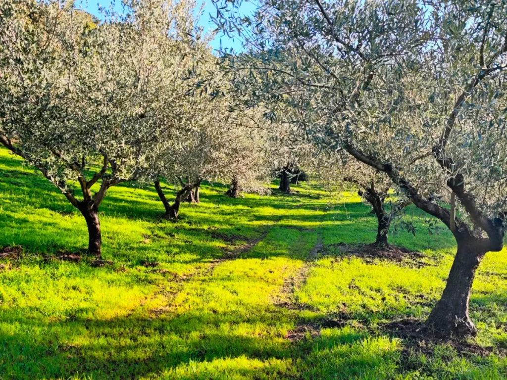 Our Terroir: Palaiostani Olive Grove in Arta, Greece