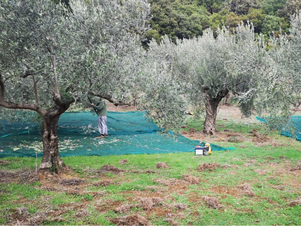 Our Terroir: Stavaroti Olive Grove in Arta, Greece