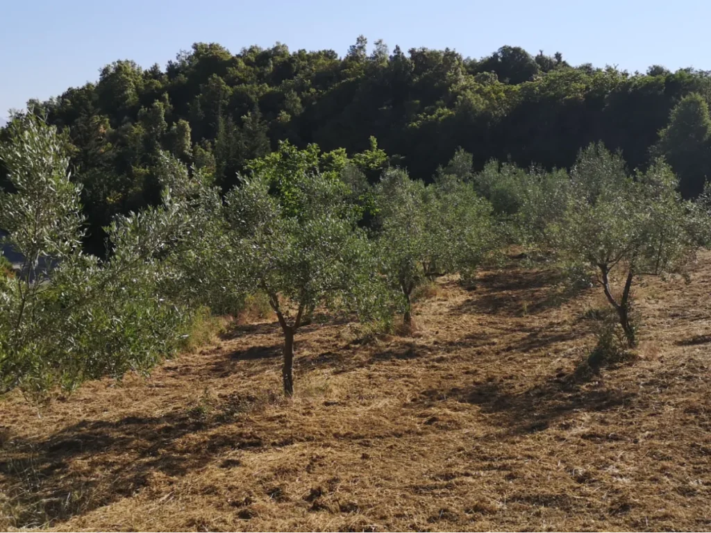 Our Terroir: Vamvakia Olive Grove in Arta, Greece